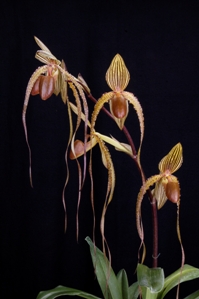 Paphiopedilum Prince Edward of York Huntington's Mystery HCC/AOS 78 pts.